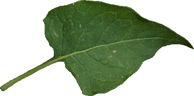 La Morelle douce-amère