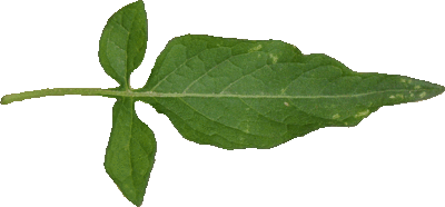 La Morelle douce-amère