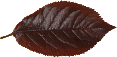 Le Prunier de Pissard