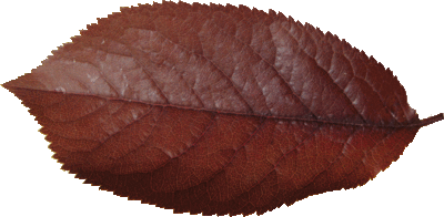 Le Prunier de Pissard