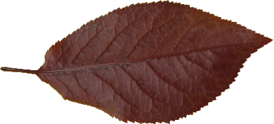 Le Prunier de Pissard