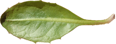 Le Pissenlit luisant