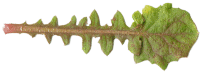 Le Crépis de Nîmes