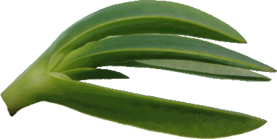 La Figue des Hottentots