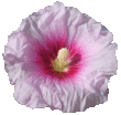 Rose trémière