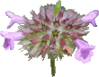 Grand basilic