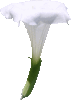 Datura innoxia