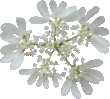 Orlaya à grandes fleurs
