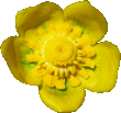 Nénuphar jaune
