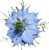 Nigelle de Damas