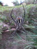 Argiope frelon