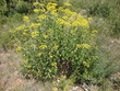 Buplèvre arbustif