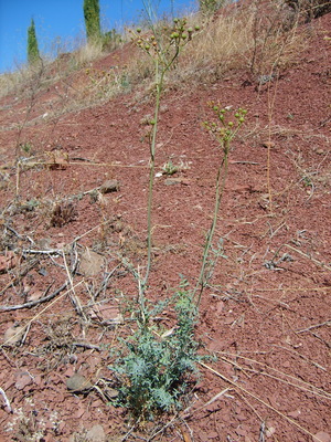 La Rue de Chalep (Ruta chalepensis)