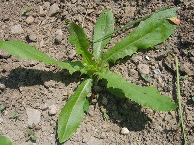 La Saint Joseph (Lactuca serriola)