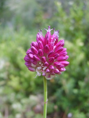L'Ail à tête ronde (Allium sphaerocephalon)
