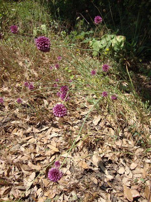 L'Ail à tête ronde