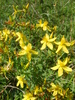 Le Millepertuis perforé (Hypericum perforatum)