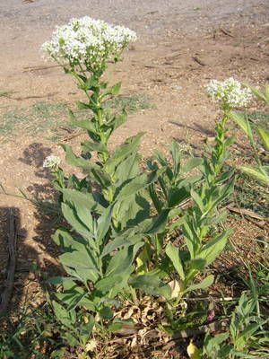 Le Brocoli sauvage (Cardaria draba)