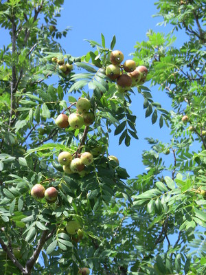 Le Sorbier domestique (Sorbus domestica)