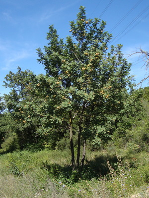 Le Sorbier domestique