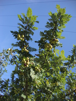 Le Sorbier domestique