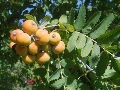Le Sorbier domestique