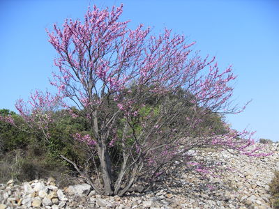 L'Arbre de Judée (Cercis siliquastrum)