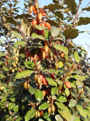 Le Chalef de Ebbing (Elaeagnus x ebbingei)