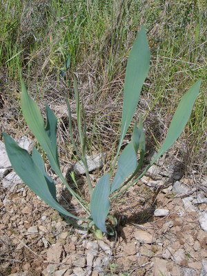 Le Buplèvre raide (Bupleurum rigidum)