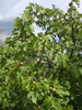Le Figuier (Ficus carica)