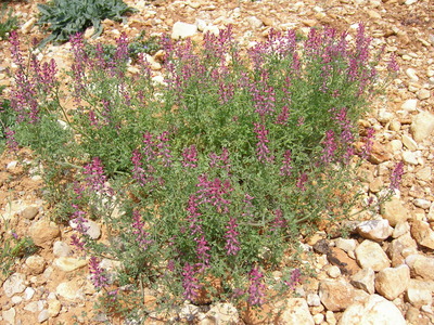 La Fumeterre (Fumaria officinalis)