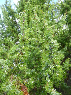 Le Genévrier commun (Juniperus communis)