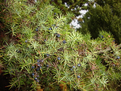 Le Genévrier commun