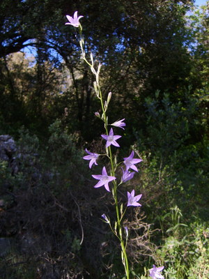La Campanule raiponce (Campanula rapunculus)
