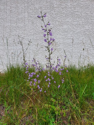 La Campanule raiponce