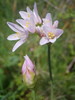 L'Ail rose sauvage (Allium roseum)