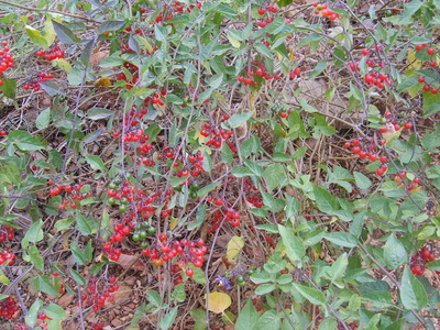 La Morelle douce-amère (Solanum dulcamara)