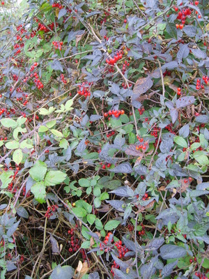 La Morelle douce-amère