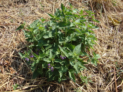 La Morelle douce-amère