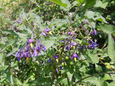 La Morelle douce-amère