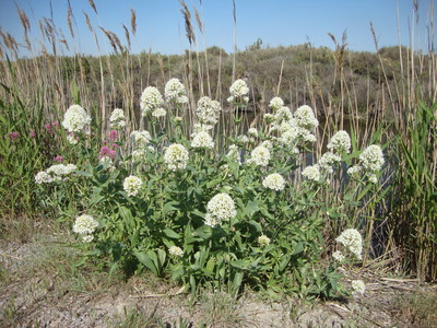 La Centranthe rouge (Centranthus ruber)