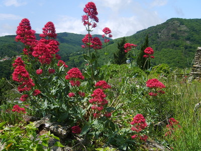 La Centranthe rouge