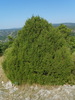 Le Genévrier de Phénicie (Juniperus phoenicea)
