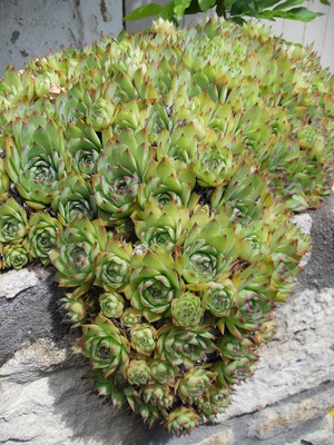 La Joubarbe des toits (Sempervivum tectorum)