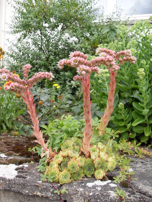 La Joubarbe des toits