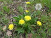 Le Pissenlit (Taraxacum sect. Ruderalia)