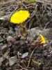 Le Tussilage (Tussilago farfara)