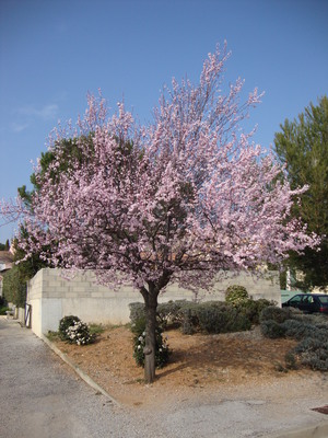 Le Prunier de Pissard (Prunus pissardi cerasifera)