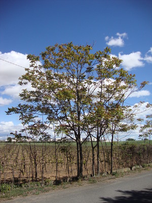 L'Ailante glanduleux (Ailanthus altissima)