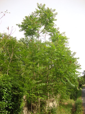 L'Ailante glanduleux